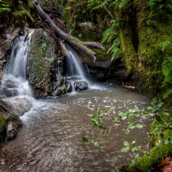 EROJEN CANOWA&OLD MOUNTAINジェンガ　オールドマウンテン Coal Creek Preserve | Midpeninsula Regional Open Space District